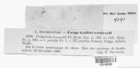 Lentinus brumalis image
